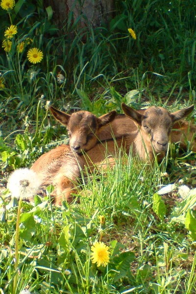 schlafende Tiere auf der Weide