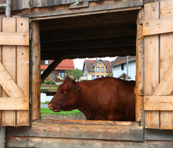 Kuh im Stall Blick durch Fenster