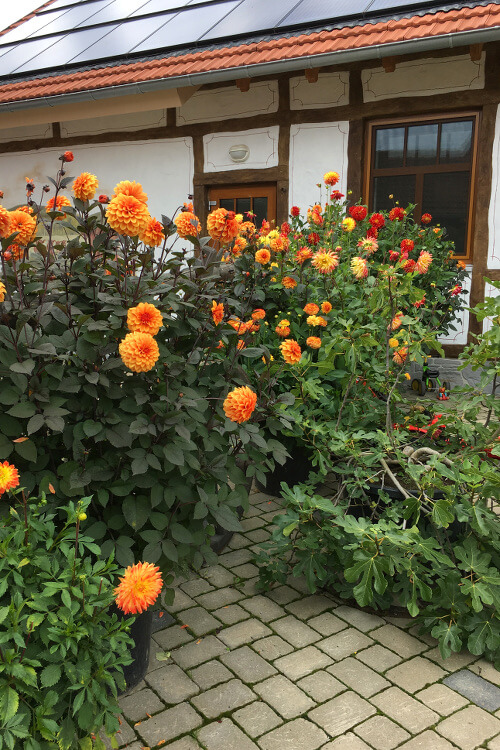 Außenambiente Brockenbauer mit Blumen