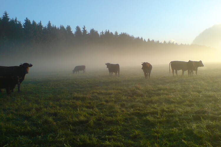 Herde im Morgennebel Brockenbauer zufriedene Kühe