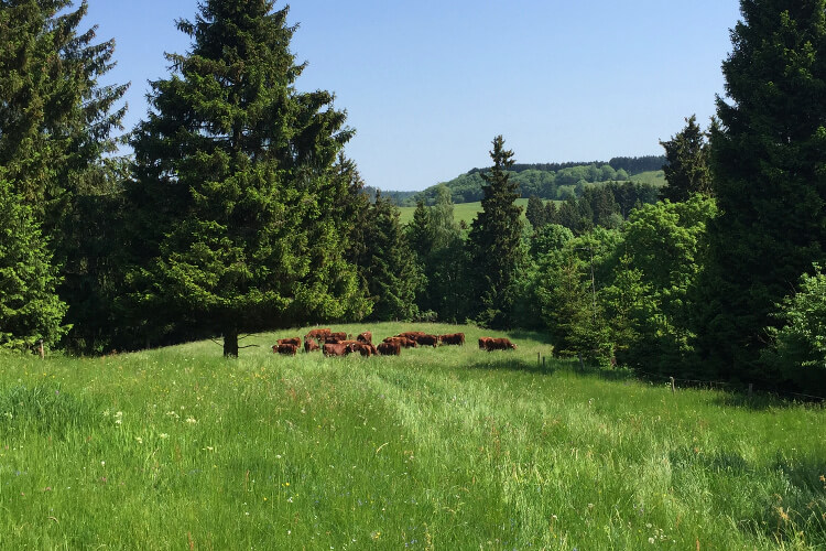 Weide Landschaft mit Kühen