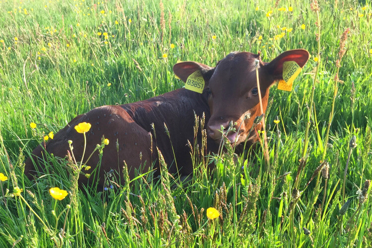 Rind Kuh zufrieden im Gras