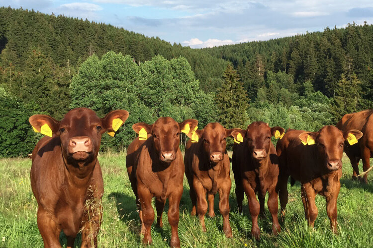 glückliche Rinder auf der Weide Brockenbauer