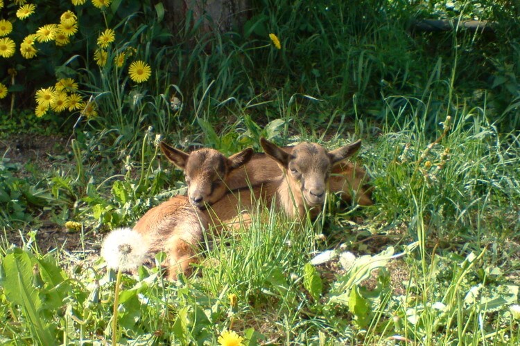 Glückliche Tiere schlafend im Gras