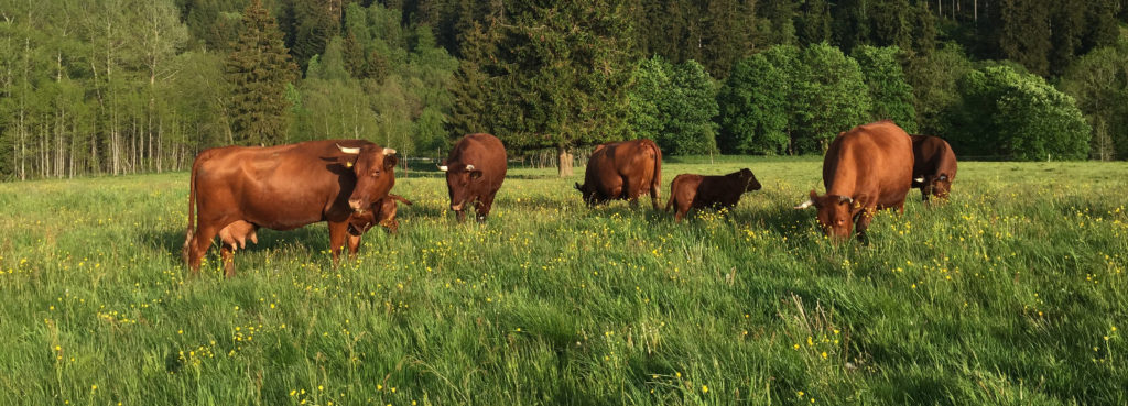 Weide mit Kühen Rindern und Bullen Harzer Rotes Höhenvieh