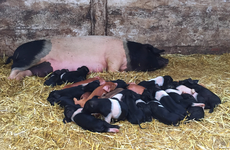 schlafende Sau mit Ferkel