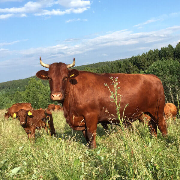 Rinder Kühe Bullen auf der Weide Nahaufnahme