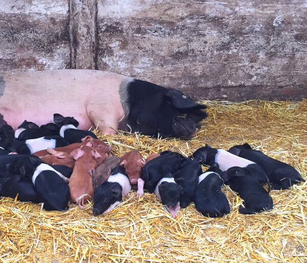 schlafendes Angler Sattelschwein mit Ferkel