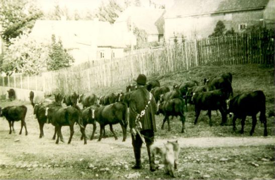 Harzer Rotes Höhenvieh Herde Historische Aufnahme