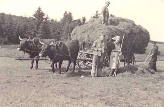 Harzer Rotes Höhenvieh Historisches Bild mit Heuwagen